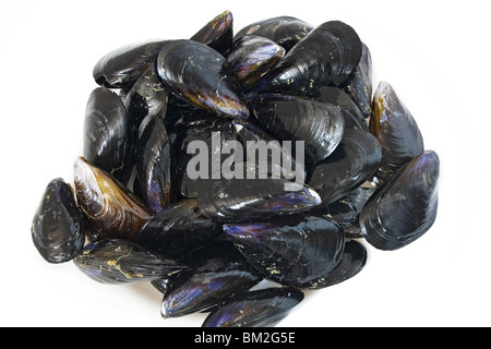 group of fresh mussels isolated on white background ready to be cooked Stock Photo