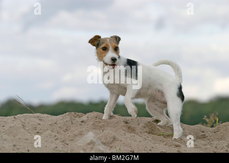 Parson Russell Terrier Stock Photo