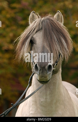 Fjordpferde Hengst im Portrait / stallion Stock Photo