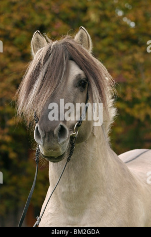 Fjordpferde Hengst im Portrait / stallion Stock Photo