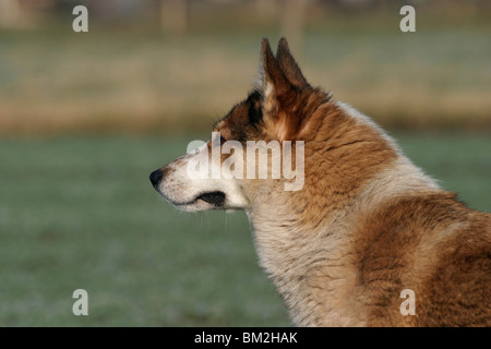 Westsibirscher Laika Portrait Stock Photo