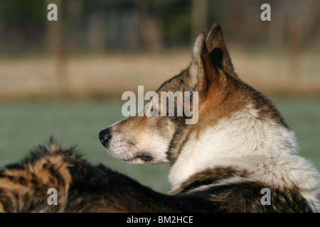 Westsibirscher Laika Portrait Stock Photo