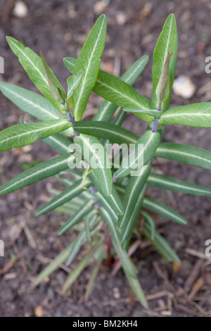 Euphorbia lathyris (Caper Spurge or Paper Spurge) is a species of spurge Stock Photo