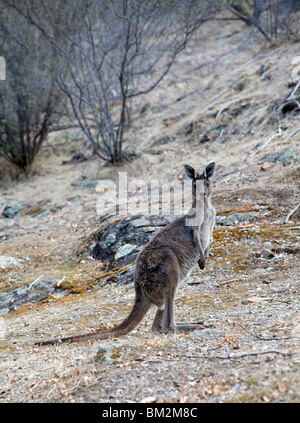 Western Grey Kangaroo (Macropus fuliginosus) in eucalyptus forest Stock Photo