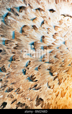 Polyporus squamosus, Dryads Saddle mushroom pattern Stock Photo