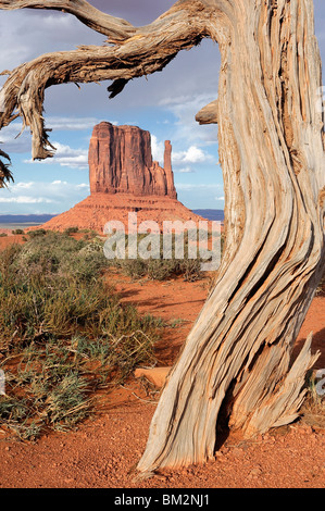 Monument Valley, West Mitten and gnarled juniper tree at sunset, Utah and Arizona, USA Stock Photo