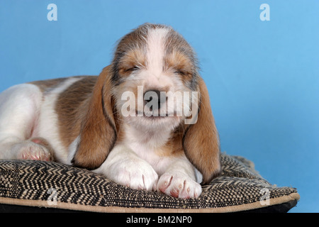 Grand Basset Griffon Vendeen Welpe auf Kissen / lying puppy Stock Photo