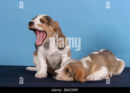 Grand Basset Griffon Vendeen Welpen / puppies Stock Photo