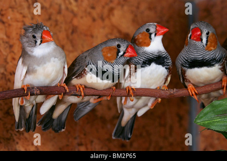 Vier Zebrafingen / Zebra Finch Stock Photo