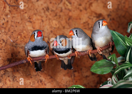 Vier Zebrafingen / Zebra Finch Stock Photo