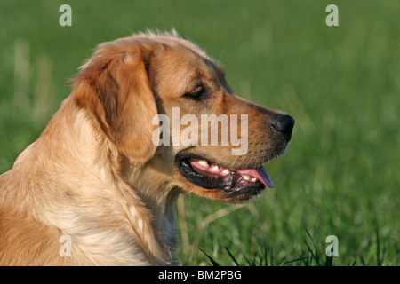 Golden Retriever Portrait Stock Photo