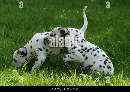 Zwei Dalmatiner Welpen / two Dalmatian puppies Stock Photo