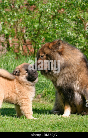 Eurasier Welpe mit Mutter / eurasian puppy & mother
