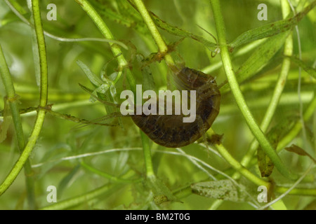 Gammarus shrimp swimming among aquatic plants in a puddle Stock Photo