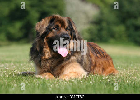 liegender / lying Leonberger Stock Photo