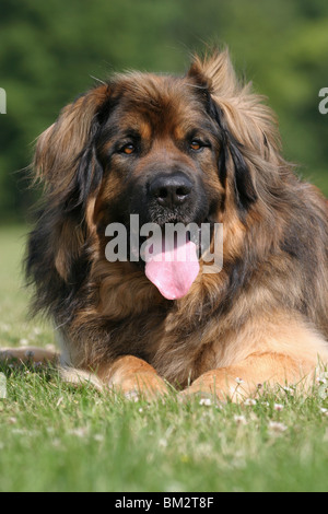 liegender / lying Leonberger Stock Photo