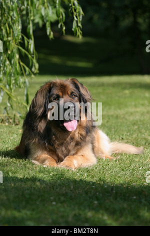 liegender / lying Leonberger Stock Photo