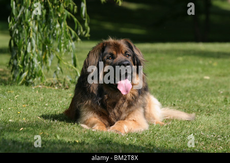 liegender / lying Leonberger Stock Photo