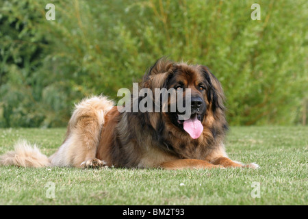 liegender / lying Leonberger Stock Photo