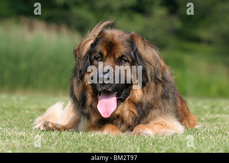 liegender / lying Leonberger Stock Photo