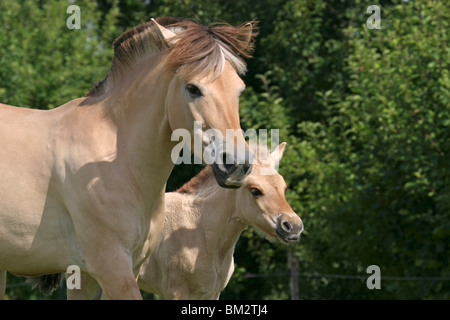 Fjordpferd Stute mit Fohlen / mare with foal Stock Photo