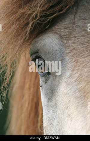 Pferdeauge / horse eye Stock Photo