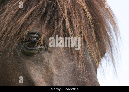 Pferdeauge / horse eye Stock Photo