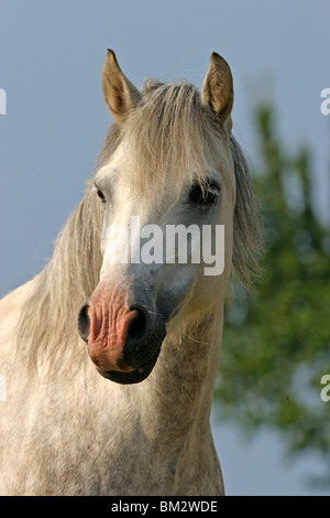 weißes Pferd im portrait / white horse head Stock Photo