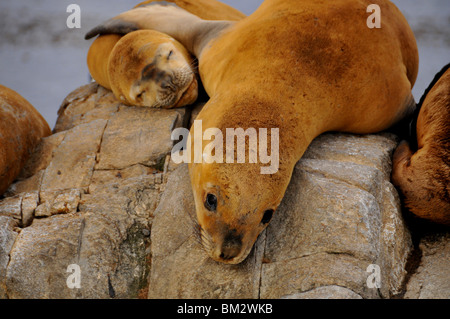 pair of sleeping sea lions (otaria flavescens) on rocks Stock Photo