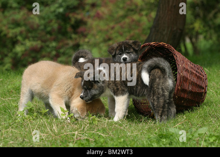 Akita Inus mit Korb / Akita puppies with basket Stock Photo