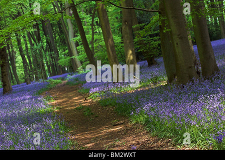 Bluebell wood, path through bluebells, England, UK Stock Photo