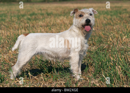 stehender / standing Parson Russell Terrier Stock Photo