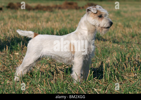 stehender / standing Parson Russell Terrier Stock Photo