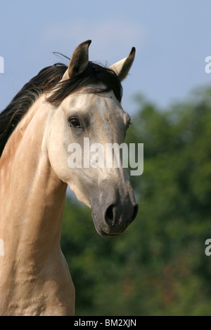 Paso Fino Portrait Stock Photo