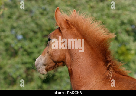 Paso Fino Portrait Stock Photo