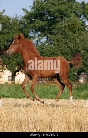 Paso Fino Fohlen in Bewegung / running foal Stock Photo