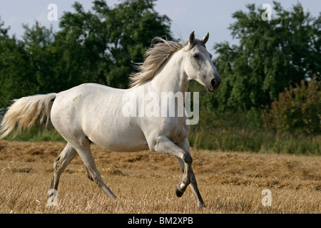 Paso Fino in Aktion / running horse Stock Photo