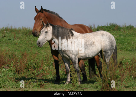 Pferde auf der Weide / horses Stock Photo
