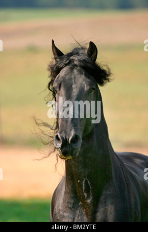 Friese Im Portrait / Friesian Portrait Stock Photo - Alamy