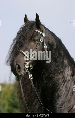 Friese Im Portrait / Friesian Portrait Stock Photo - Alamy