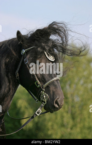 Friese im Portrait / friesian portrait Stock Photo