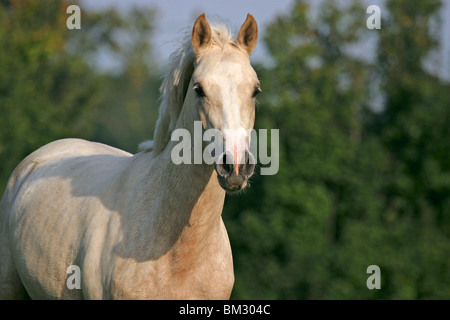 Deutsche Reitpony Portrait / horsehead Stock Photo