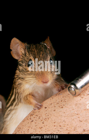 Maus an der Tränke / drinking mouse Stock Photo