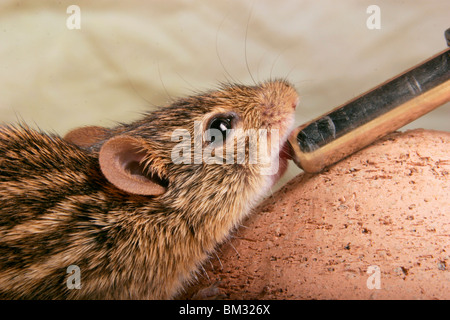 Maus an der Tränke / drinking mouse Stock Photo