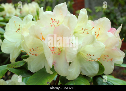 Yellowish spring rhododendron blossom Stock Photo