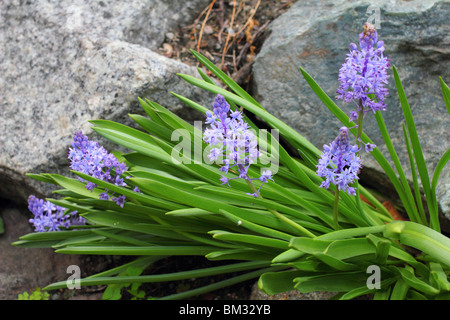 Italian bluebell Hyacinthoides italica Stock Photo