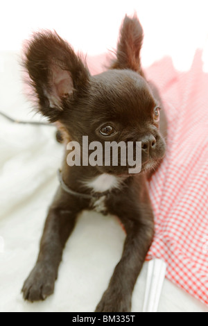 Mixed-Breed Dog Stock Photo