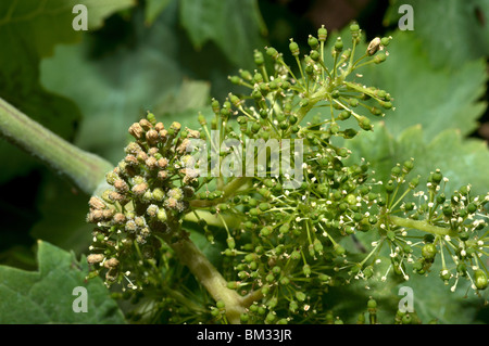 Downy mildew damage to young grapes (cluster on left) Stock Photo