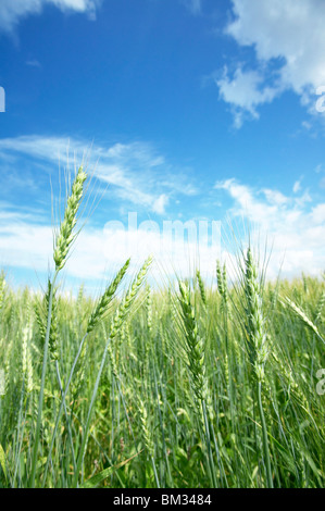 Wheat field, Biei town, Hokkaido prefecture, Japan Stock Photo