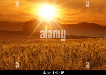 Wheat field in the evening, Biei town, Hokkaido prefecture, Japan Stock Photo